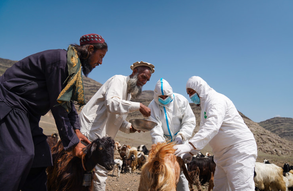 Food Security & Nutrition